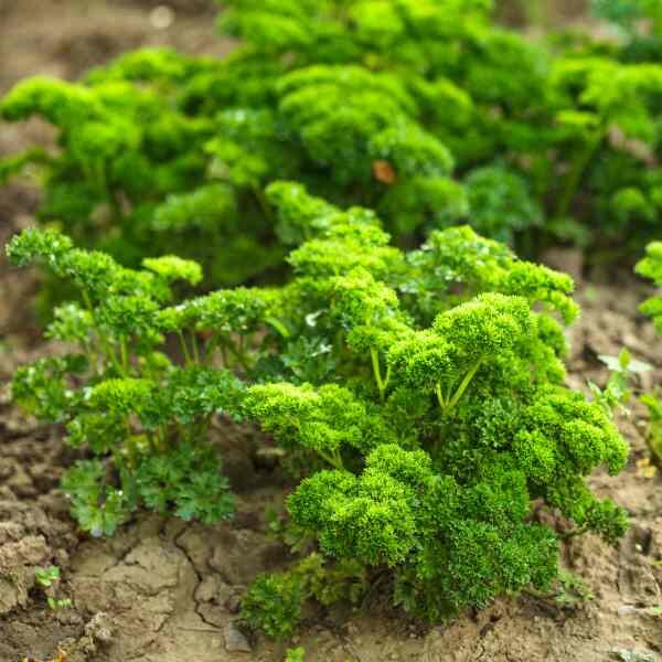 parsley-triple-curl-seeds-1 parsley-triple-curl-seeds-1