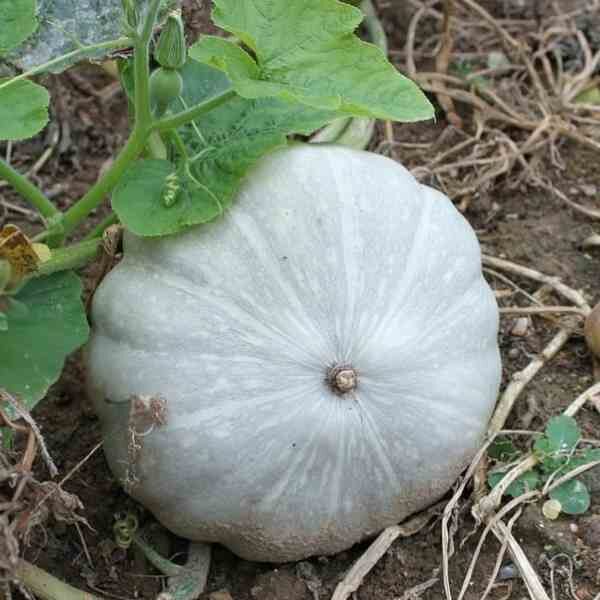 pumpkin-jarrahdale-seeds-2 pumpkin-jarrahdale-seeds-2