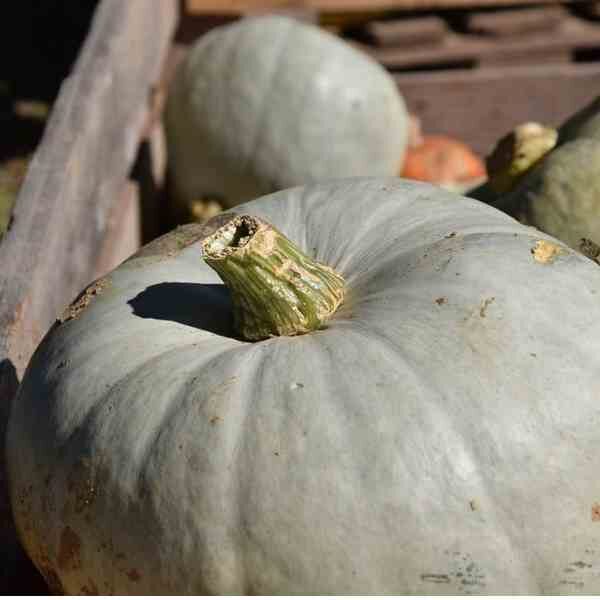 pumpkin-jarrahdale-seeds-3 pumpkin-jarrahdale-seeds-3