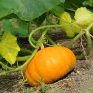 pumpkin-small-sugar-seeds-1