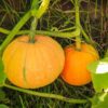 pumpkin-small-sugar-seeds-2