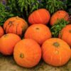 pumpkin-small-sugar-seeds-3