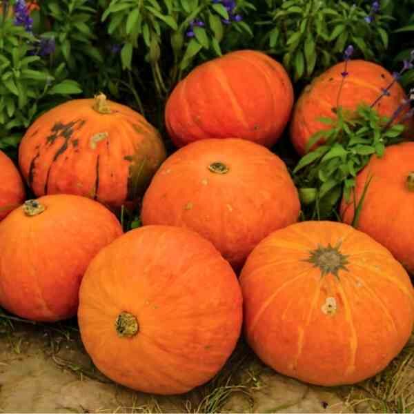 pumpkin-small-sugar-seeds-3 pumpkin-small-sugar-seeds-3