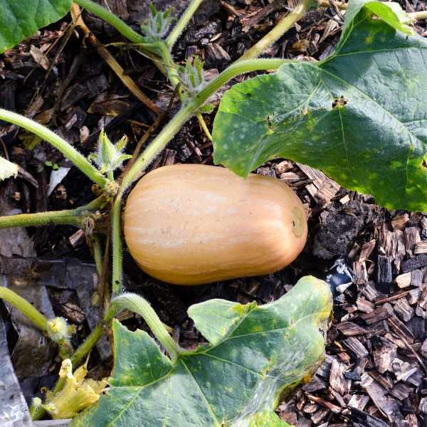 pumpkin-waltham-butternut-seeds-2 pumpkin-waltham-butternut-seeds-2