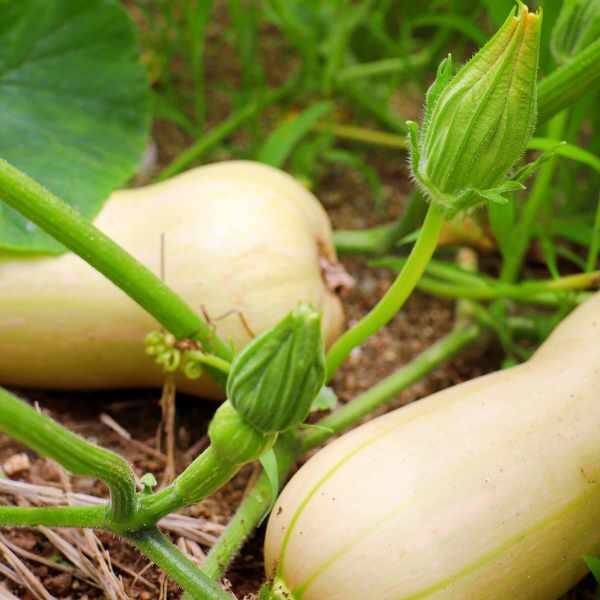 pumpkin-waltham-butternut-seeds-4 pumpkin-waltham-butternut-seeds-4