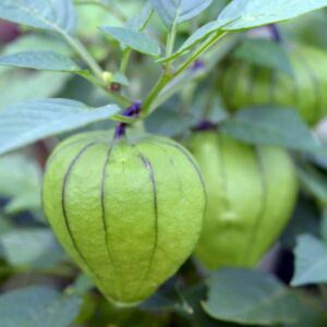 Tomatillo