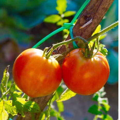 tomato-arcadia-seed