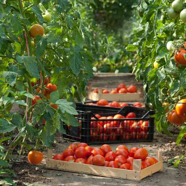 tomato-arcadia-seeds-2 tomato-arcadia-seeds-2