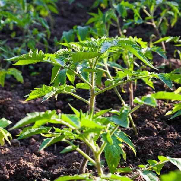 tomato-arcadia-seeds-3 tomato-arcadia-seeds-3