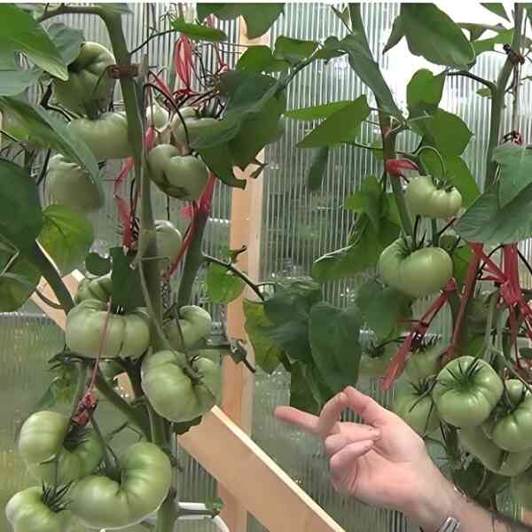 tomato-brandy-wine-pink-seeds-1 tomato-brandy-wine-pink-seeds-1