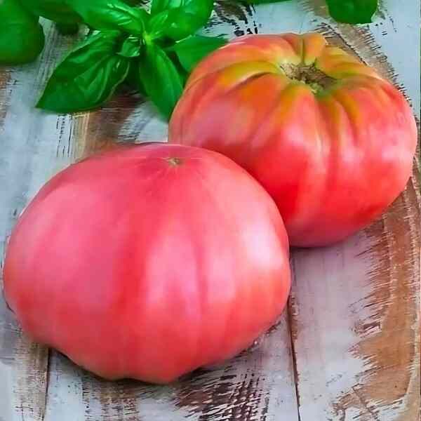 tomato-brandywine-pink-seeds-6