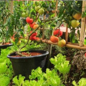 tomato-burnley-gem-seeds-2