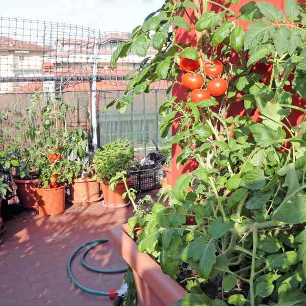 tomato-burnley-gem-seeds-2 tomato-burnley-gem-seeds-2