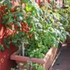 tomato-burnley-gem-seeds-3