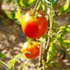 tomato-burnley-gem-seeds-4