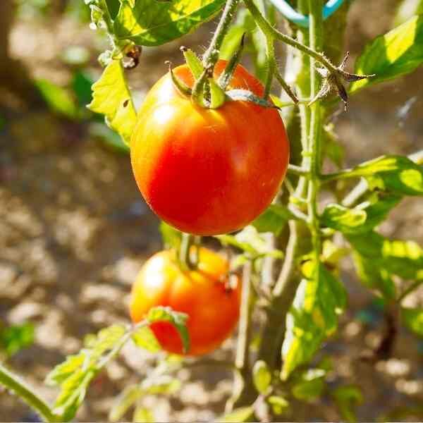 tomato-burnley-gem-seeds-4