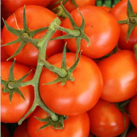 tomato-burnley-gem--seeds