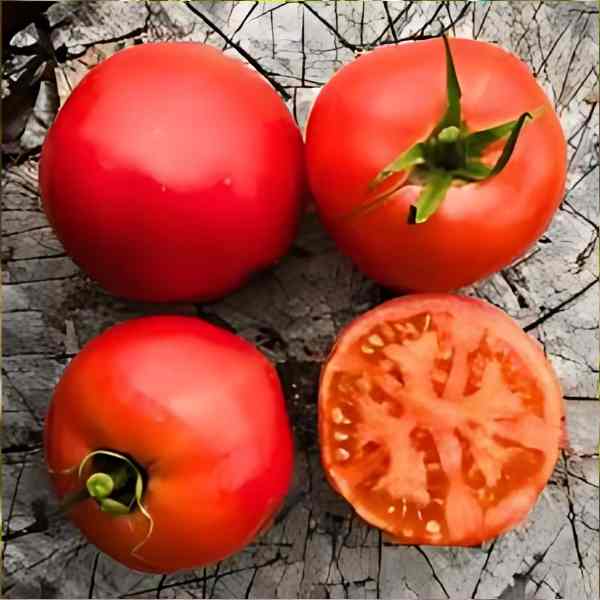 tomato burnley gem seeds 5