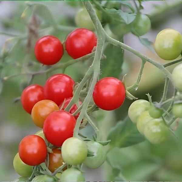 tomato-cherry-cocktail-seeds-6