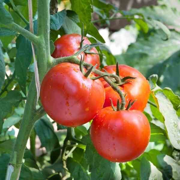 tomato-feldner-36-seeds-1 tomato-feldner-36-seeds-1