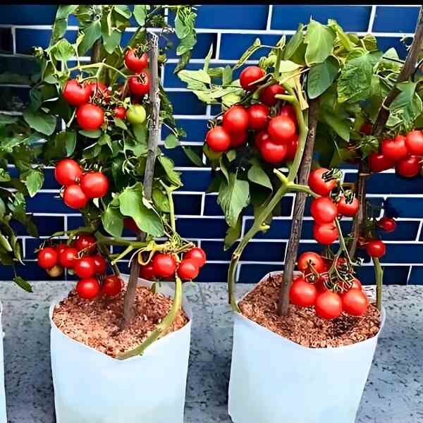 tomato-feldner-36-seeds-3 tomato-feldner-36-seeds-3