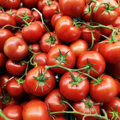 tomato-feldners-seeds