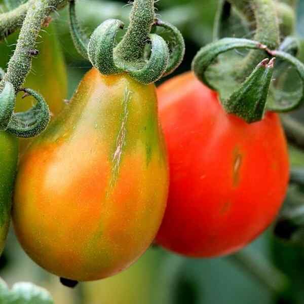 tomato-red-fig-seeds-2 tomato-red-fig-seeds-2
