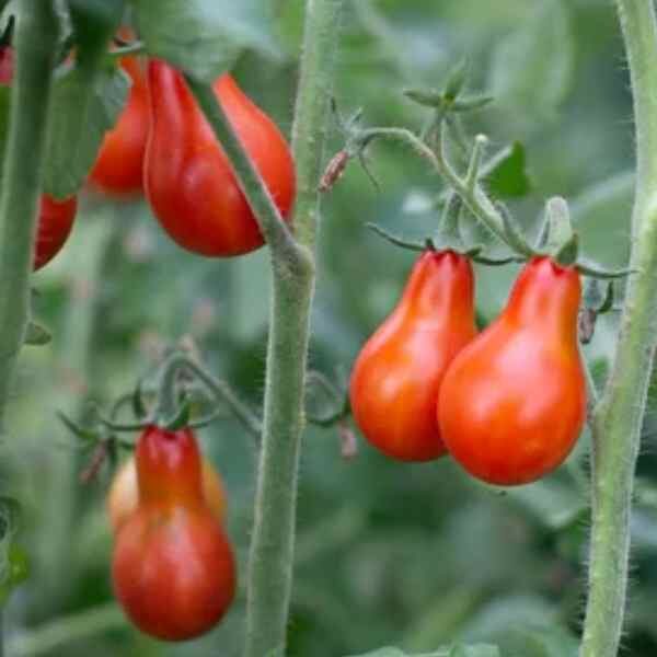 tomato-red-fig-seeds-4 tomato-red-fig-seeds-4