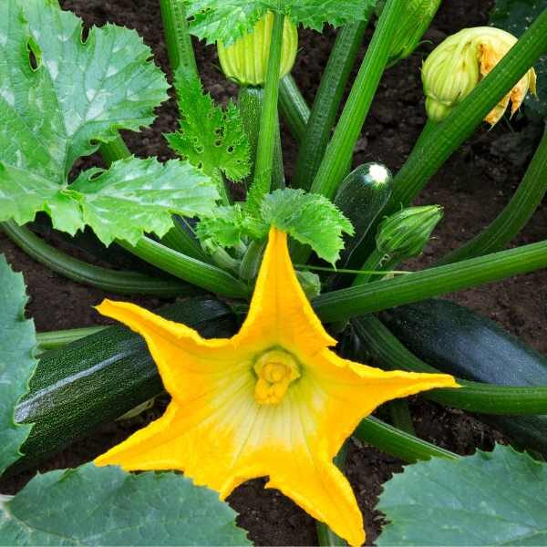 zucchini-black-beauty-seeds-2 zucchini-black-beauty-seeds-2