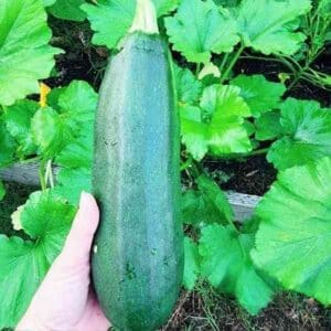 Zucchini Black Beauty