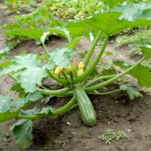 zucchini-cocozelle-lace-seeds-1
