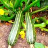 zucchini-cocozelle-seeds-3