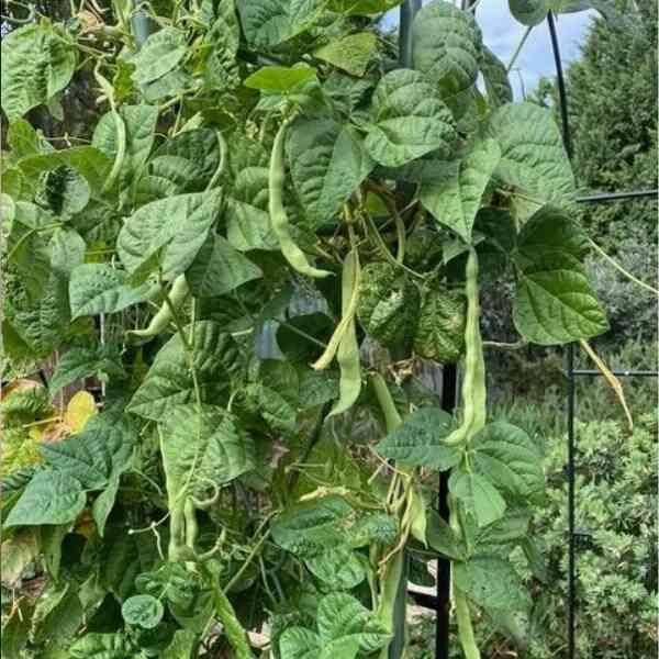 bean-giant-of-stuttgart-seeds-2 bean-giant-of-stuttgart-seeds-2