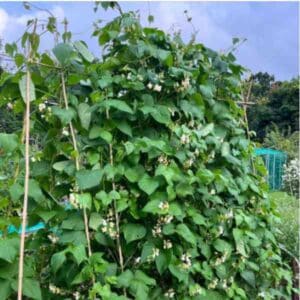 Bean Giant Of Stuttgart