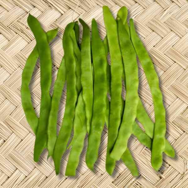 bean-giant-of-stuttgart-seeds-4 bean-giant-of-stuttgart-seeds-4