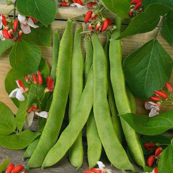 bean-scarlet-emperor-seeds3 bean-scarlet-emperor-seeds3