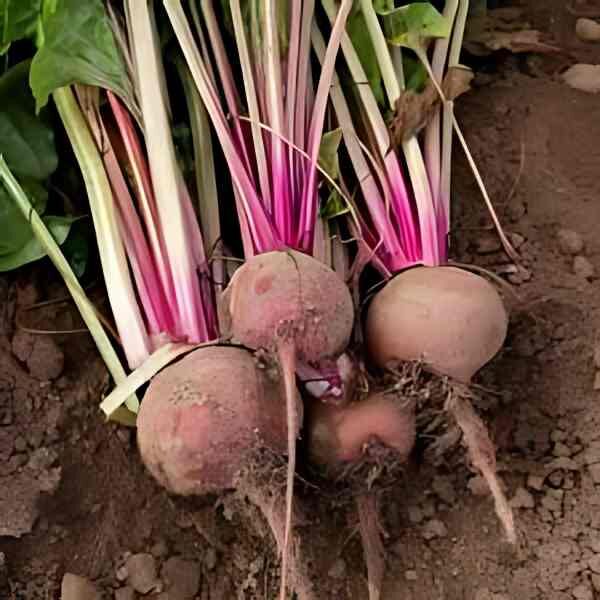 beetroot-chioggia-seeds-1 beetroot-chioggia-seeds-1