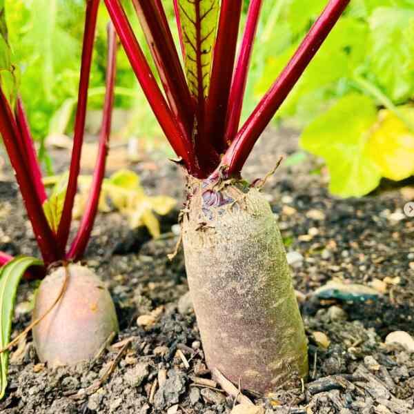 beetroot-cylindra-seeds-1 beetroot-cylindra-seeds-1
