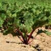 beetroot-cylindra-seeds-4