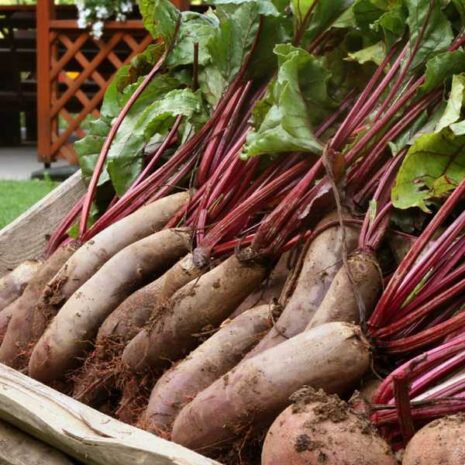 beetroot-cylindra-seeds