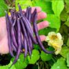 bush-bean-royal-burgundy-seeds-1