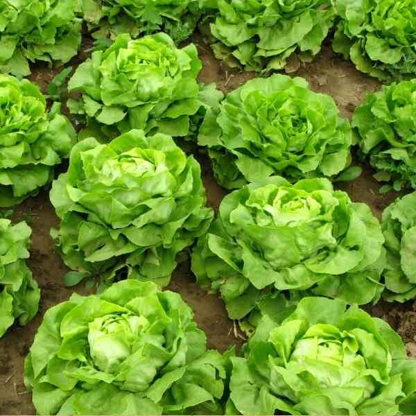 iceburg-lettuce-great-lakes-seeds-1 iceburg-lettuce-great-lakes-seeds-1