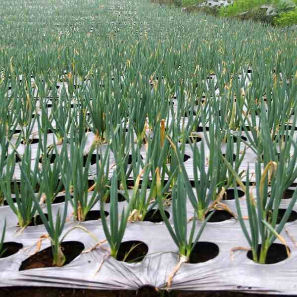 leek-american-flag-seeds-1 leek-american-flag-seeds-1
