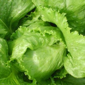 Head Lettuce