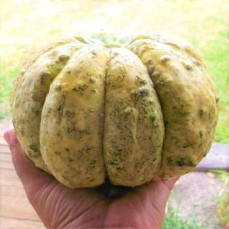 rock-melon-zatta-seeds