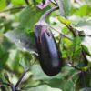 eggplant-black-beauty-seeds-1