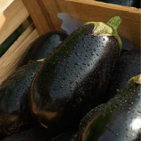eggplant-black-beauty-seeds