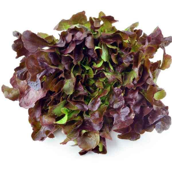 lettuce-oak-leaf-red-seeds-1 lettuce-oak-leaf-red-seeds-1