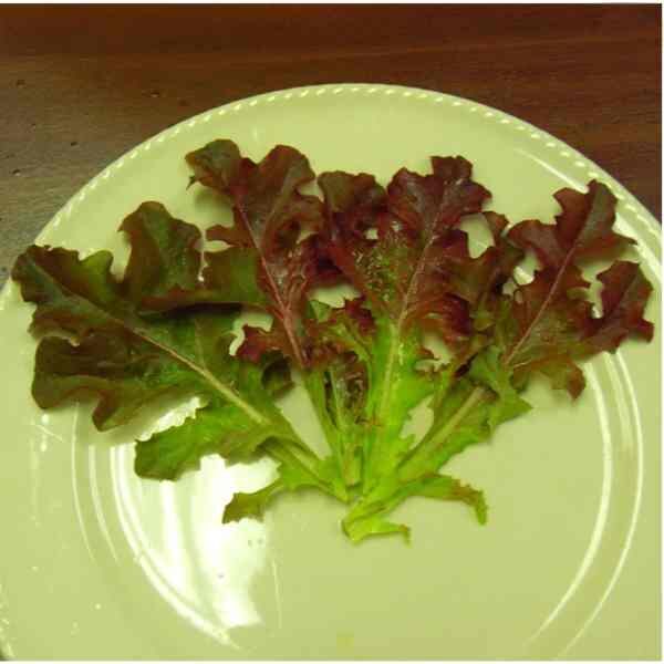 lettuce-oak-leaf-red-seeds-2 lettuce-oak-leaf-red-seeds-2