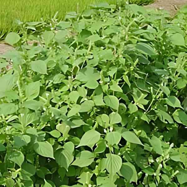 perilla-green-seeds-1 perilla-green-seeds-1